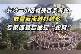 长沙一小区惊现百条毒蛇，数量反而越打越多，调查后发现“蛇窝”视频封面