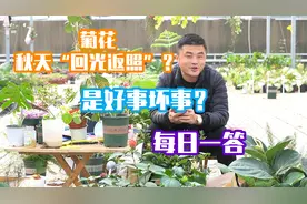 菊花秋季“回光返照”？是好事还是坏事？老花医每日一答。视频封面