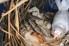 家里的麻雀在笼里繁殖抱窝，刚出壳的小鸟好萌，太可爱了