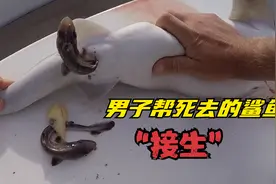 怀孕的母鲨鱼死亡了，男子用手帮它“接生”，小鲨鱼被挤出来了！视频封面