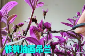 修剪油画吊兰，注意技巧，长势会更好