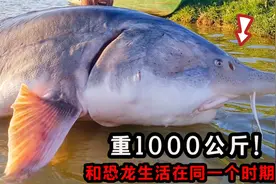 中国最大淡水鱼有多大？生活在黑龙江的“鱼王”，体重达1000公斤视频封面