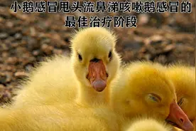 小鹅感冒甩头流鼻涕咳嗽鹅感冒的最佳治疗阶段视频封面