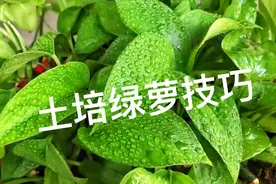 教你如何土培绿萝，掌握这些技巧就够了，看完视频一目了然视频封面