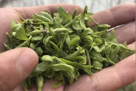 春天不值钱的“柳树芽”，煮水泡脚厉害了？妙招学会不吃亏！视频封面