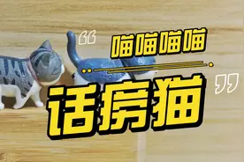 猫咪叫啊叫。猫咪话痨的5+1个原因~