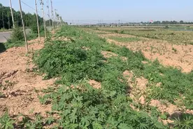 山东德州一道路边发现上万株野生大麻 专家：系野生入侵视频封面