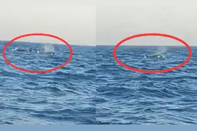 辽宁大连一钓友出海遇三头巨型“海兽” 研究员：特征比较明显视频封面