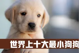 世界上10大最小的狗狗，世界上最可爱的狗子来袭视频封面