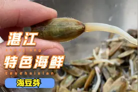 来自广东湛江的味道，沙姜炒海豆芽，独特鲜香味，会吃的都点赞