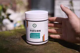 养花怎么促生根？园艺师教你，用快速生根粉，让大白根噌噌冒出来视频封面