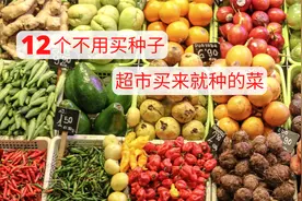 12个不用买种子 超市买来就可以种的菜  II 好种好打理的懒人菜视频封面