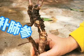 小时候常拔来吃的鸡大腿，现在才知道它就是补肺参，是一味中草药视频封面