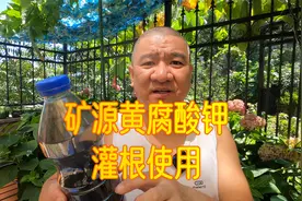 绣球花移栽或换盆，“矿源黄腐酸钾”灌根对生根有没有帮助？视频封面