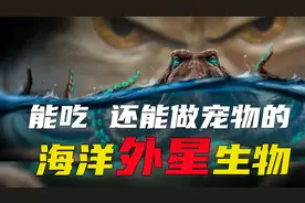 3颗心脏9个大脑 会使用工具还会伏击 章鱼到底多神奇