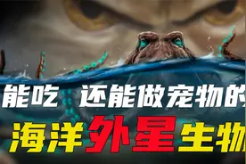 3颗心脏9个大脑 会使用工具还会伏击 章鱼到底多神奇视频封面