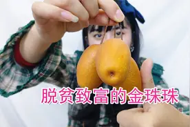 洛阳野果脱贫致富成为金珠珠，沙梨王小到一口一个，味道真好吃吗