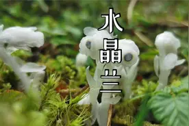 水晶兰，又叫鬼兰、幽冥之花，但它其实并不是兰花哦