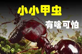 5000只蚂蚁，能顺利解决小小的甲虫么？