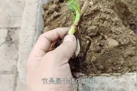 闲置牛槽种点啥？种4色“美人蕉”，植株矮小开花美，开花到秋季