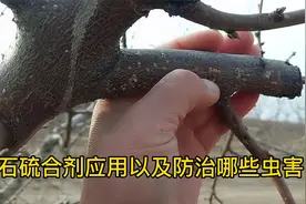 春季清园石硫合剂能防治哪些病虫害，又适用于哪些果树以及用量视频封面
