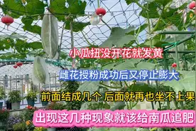 南瓜为什么会化瓜 什么情况下该追肥 南瓜用什么肥长得好结瓜多视频封面