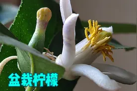 盆栽柠檬不坐果？这样养，小苗也能果子压弯枝视频封面