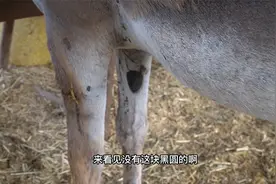 毛驴腿上长得黑色斑块，据说是“夜眼”您听说过吗？真的假的？
