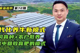 探秘现代化养牛新模式：公司育种+农户散养+集中回收育肥的模式视频封面