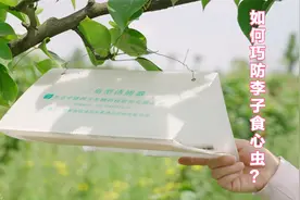 如何防治李子树上长食心虫？视频封面