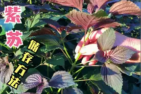 夏天的紫苏冬天还有吗？这样储存，让你四季都能享受美味视频封面