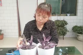 紫罗兰不会栽种？2种法子任你选，1月不到生根长叶视频封面