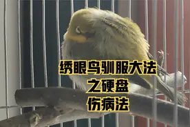 绣眼鸟驯服大法之硬盘伤病法视频封面