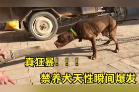 30斤的比特犬，负重50斤大铁链训练，凶猛狂暴的性格瞬间爆发！