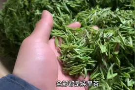 距离清明节还有个把星期，可是信阳毛尖明前茶却采摘不了了视频封面