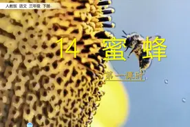 三年级下册语文《14.蜜蜂》第一课时视频封面