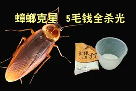 家里蟑螂很烦人，小苏打加点它成本不到5毛钱，家里蟑螂全杀光