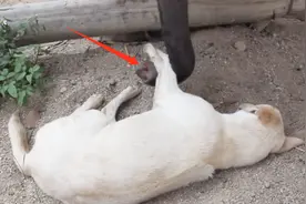 大象宝宝骚扰大白狗睡觉，用鼻子挠痒痒，镜头记录全过程！视频封面