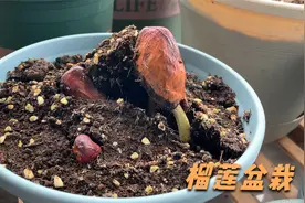 吃完得榴莲核不要扔，像我这样就能种出榴莲盆栽视频封面