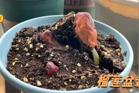 吃完得榴莲核不要扔，像我这样就能种出榴莲盆栽视频封面