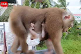 猴妈妈带娃真轻松，全靠猴宝宝自己抓得紧！视频封面