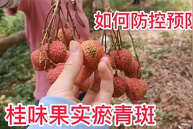 桂味荔枝容易发生淤青斑，预防为主，打糖醇钙或者钙元素叶面肥