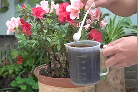 杜鹃耷拉没精神，喂一杯“黑水”，叶子片片坚挺翠绿视频封面