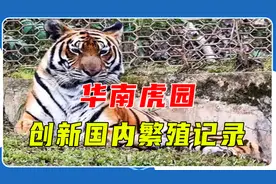 华南虎园：创连生三胎的国内繁殖记录视频封面