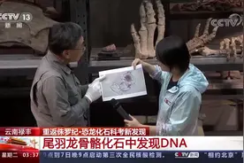 我国在恐龙化石中发现疑似DNA视频封面