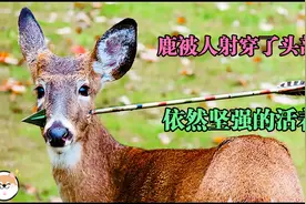 小鹿被猎人射穿了头部，箭头还遗留在头上，但小鹿依然坚强的活着视频封面
