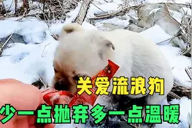 流浪狗忍冻挨饿，小伙给它辣条吃，还把它带回家，真是正能量满满视频封面