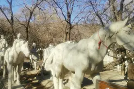 与锦州有关的典故《老马识途》，老马识途的故事就发生在锦州地区