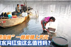 “捞虫族”一晚赚上万元，被抓罚款40倍，臭水沟红虫这么值钱吗？