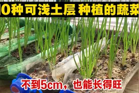 阳台种菜，超浅土层（5厘米）可以种什么蔬菜？原来这么多，厉害视频封面